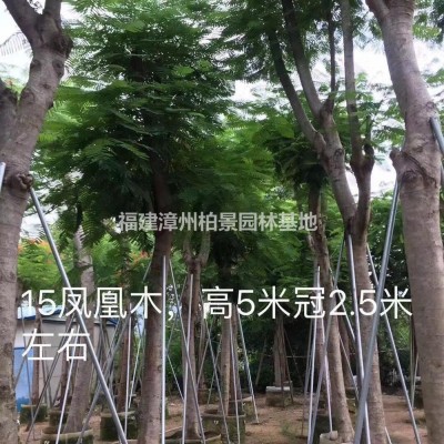 福建福建柚子批發(fā)/供應