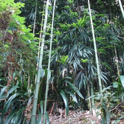 四方竹、竹柏，山茶花、桂花