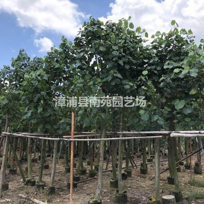 福建地區(qū)供應6-30白玉蘭袋苗移植苗