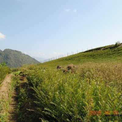 醉香含笑供應(yīng)/醉香含笑圖片