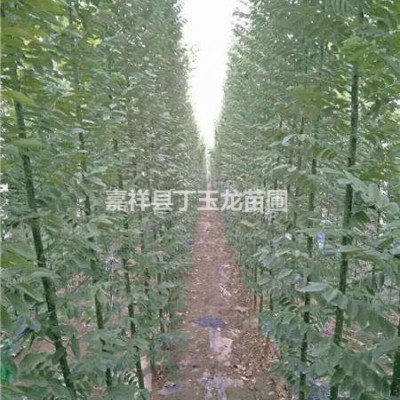 耐鹽堿綠化苗木-國槐-臭椿的栽植技術(shù)