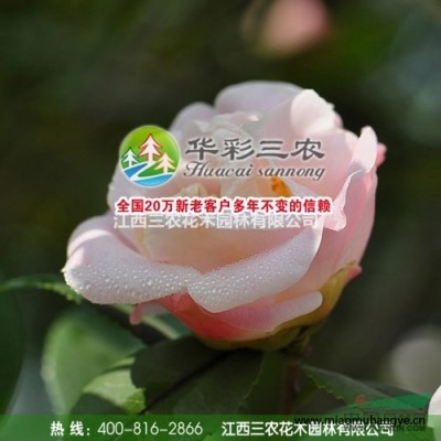 眉山梅花苗梅花樹(shù)梅花基地_碩粉梅品種介紹