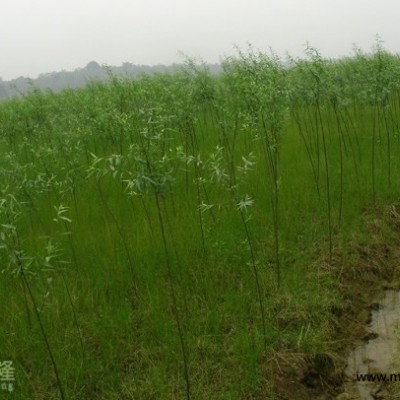 小柳樹苗 益陽柳樹 柳樹基地