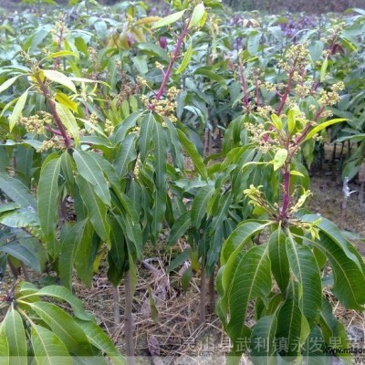 芒果苗 龍眼苗 荔枝苗