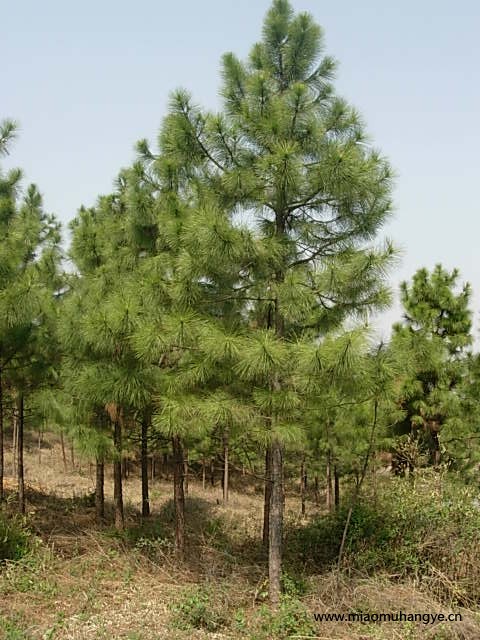 馬褂木、杉苗、杜英、獼猴桃苗