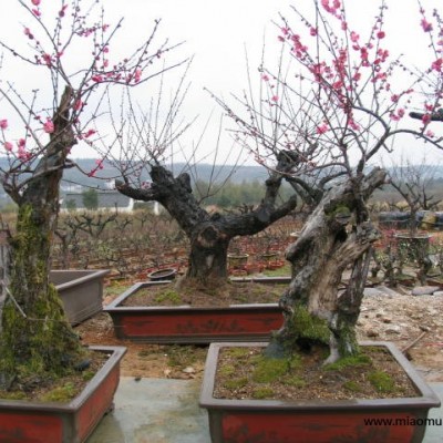 梅花樹(shù)樁、梅花盆景