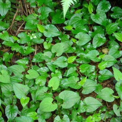 中華紅葉楊水臘、絲蘭小葉黃楊、小葉蚊母、龍柏、樸樹、大花月季