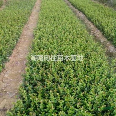 這是今天從基地實拍的樸樹圖片湖南精品樸樹湖南大規(guī)格樸樹