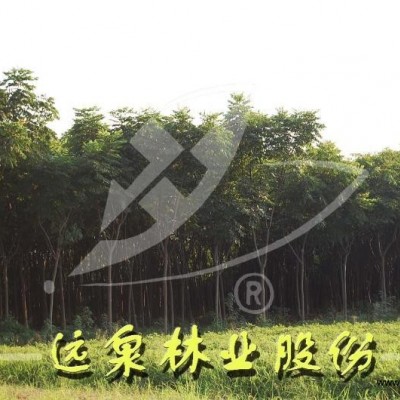 樸樹 沙樸