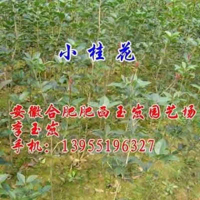 重陽木 三角楓 榔榆 樸樹 紫薇 大葉女貞 紅葉李 烏桕