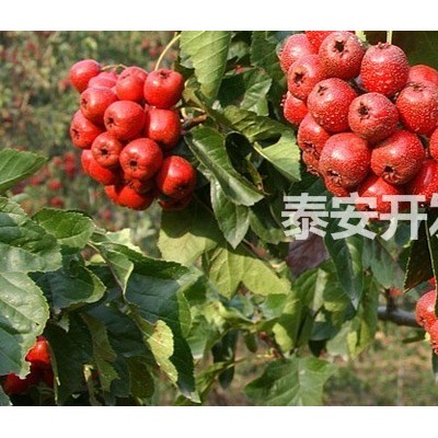 蒙陽(yáng)紅石榴苗基地的價(jià)格