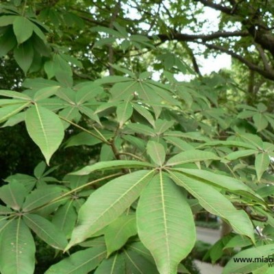 喜樹(shù)