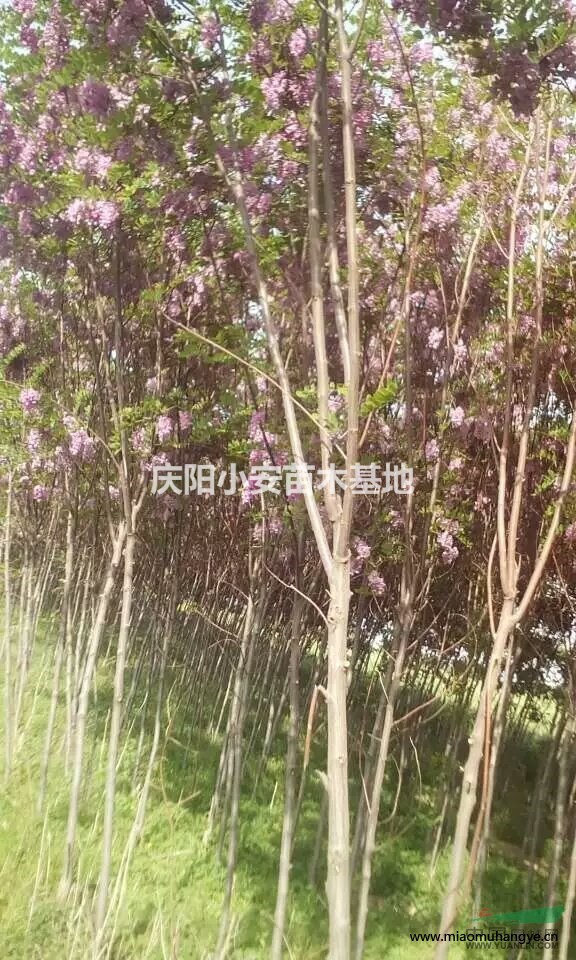 慶陽地區(qū)香花槐基地供應(yīng)各種規(guī)格香花槐