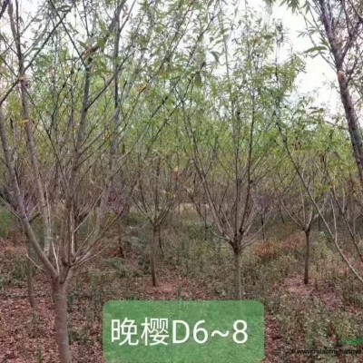 大量供應(yīng)D6-8公分櫻花，價(jià)格優(yōu)惠。