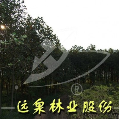 榔榆  榆樹(shù)