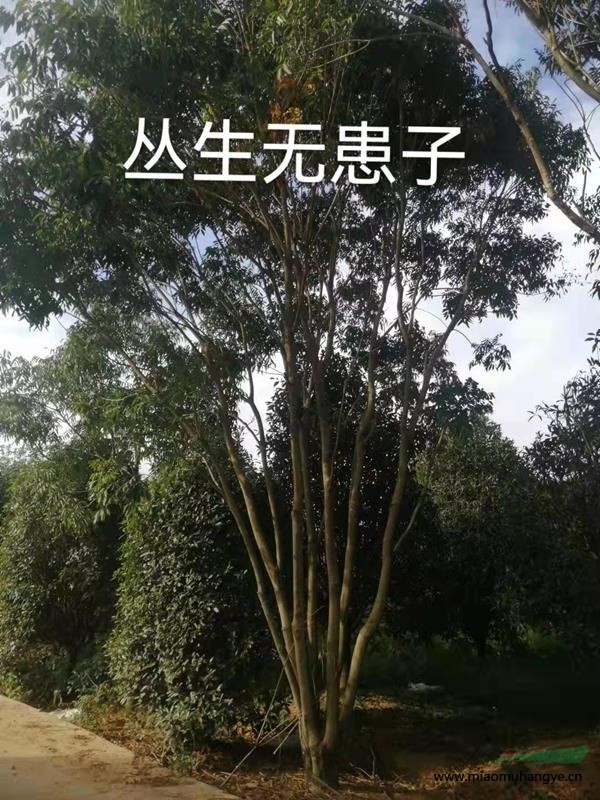 福山櫻花