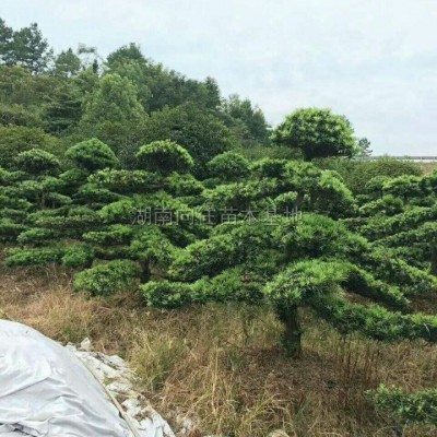 精品紫薇批發(fā)價格便宜湖南精品紫薇長沙精品紫薇，精品紫薇樹紫薇