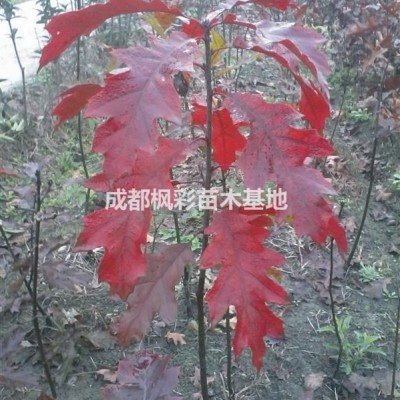 四川北美紅櫟娜塔櫟舒瑪櫟沼生櫟