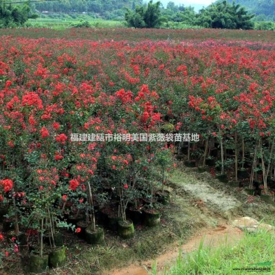 紅葉紫薇基地實(shí)拍照片 建甌市*大的紅葉紫薇基地 南平紅葉紫薇