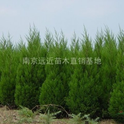 紫薇價(jià)格，紅花紫薇價(jià)格，速生紫薇價(jià)格