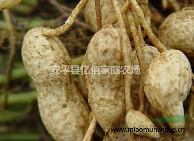 皂角樹苗種植技術(shù)，皂角樹苗批發(fā)價(jià)格，醫(yī)用皂角的價(jià)值