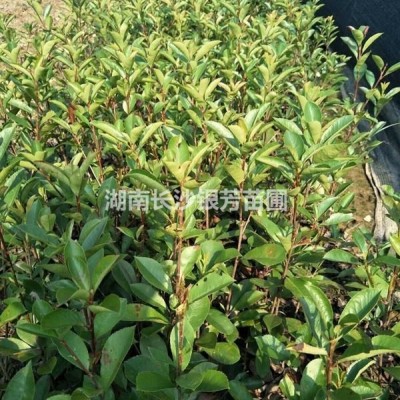 茶花球圖片，茶花球100-120-150公分，2020年價格