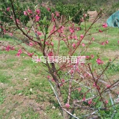 江西贛州供應(yīng)茶花樹紅花大果油茶觀賞食用綠化鄉(xiāng)土樹種