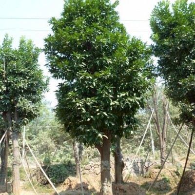 各品種茶花苗木長期批量供應(yīng)（浙江金華）