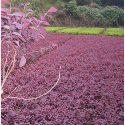 紅花繼木、杜鵑、金葉女貞、八角金盤