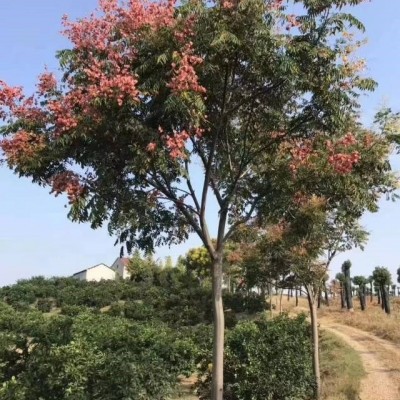 茶花樹報價，茶花球直銷，茶花*新價格，茶花樹產(chǎn)地直銷