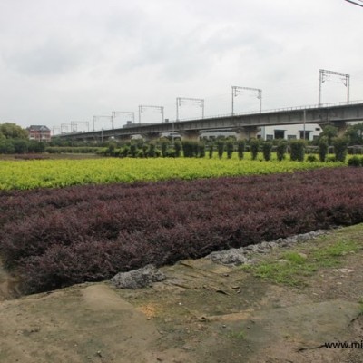 2014年*新大葉黃楊基地，大葉黃楊報價