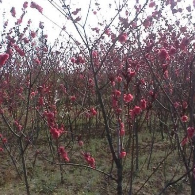 2016年安徽低價(jià)供應(yīng)大葉女貞，高桿女貞，冬青樹(shù)，長(zhǎng)葉女貞