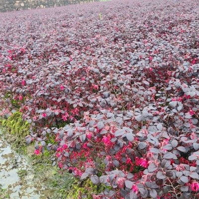 大量供應(yīng)紅葉石楠、海桐、毛娟、慈孝竹、金森女貞等各類苗木