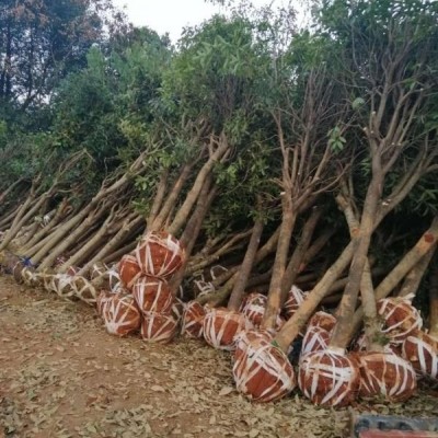 本苗圃優(yōu)價(jià)處理一批造型紅花繼木樁，規(guī)格12-18公分，批量拿貨..