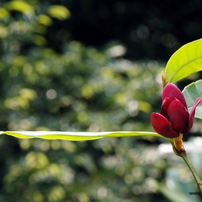 紅花繼木、灑金珊瑚、龜甲冬青、毛鵑、等酸性苗