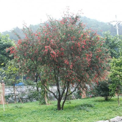 多花紅千層、美花紅千層、紅千層