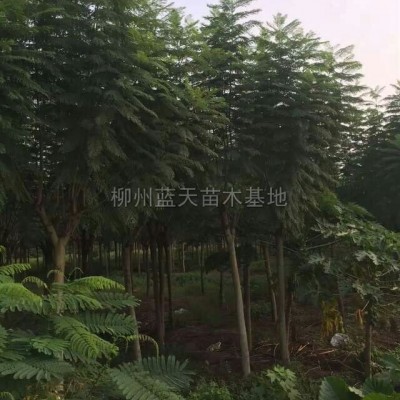 廣西紅花繼木1介紹