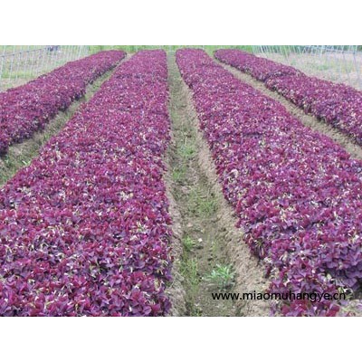 繡線菊、黃馨、山麻桿、木芙蓉