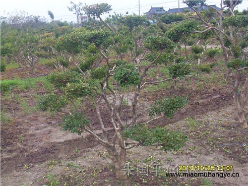 造型黃楊樹(shù),夾竹桃