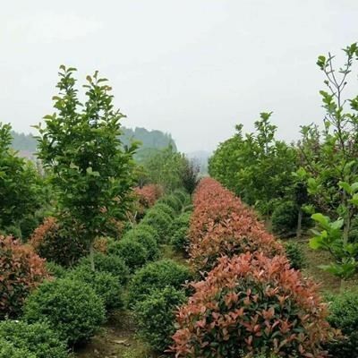 工程色塊苗：紅繼木，紅葉石楠，金葉女貞，杜鵑，月季，金邊黃楊