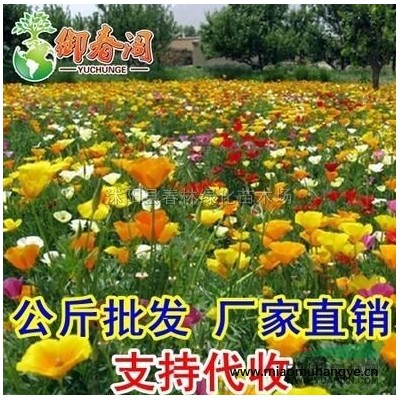 供應(yīng) 園林庭院苗木 結(jié)香花 別名 打結(jié)花 打結(jié)樹 黃瑞香