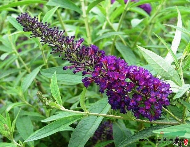 醉魚(yú)草，平枝荀子，紅王子錦帶