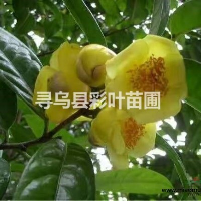 三角梅桑巴比芭香港麗人齋節(jié)狂歡紅九月畫報(bào)