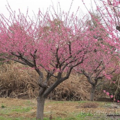 紅梅（骨里紅、美人梅、綠梅）