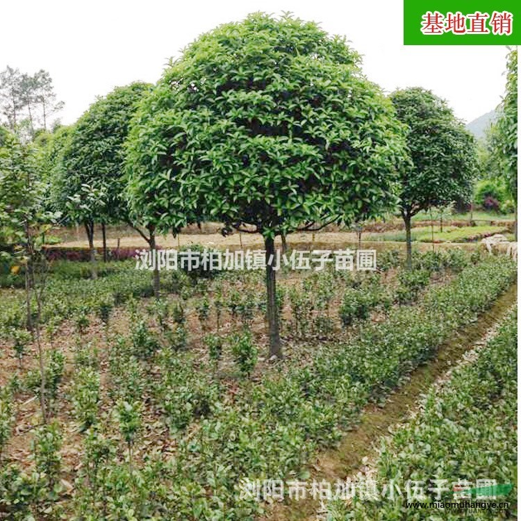 大量供應(yīng) 湖南桂花樹 精品10公分八月桂 金桂  桂花苗 基