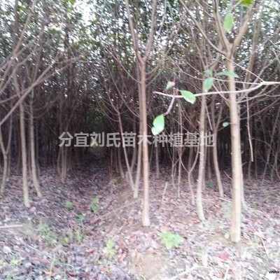 江西省分宜縣大量出售處理低分枝八月桂