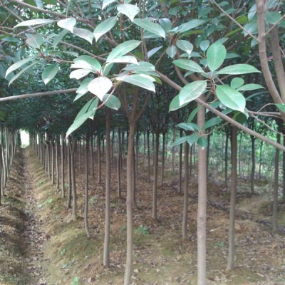 桂花  八月桂 金桂 小區(qū)庭院綠化桂花 占地補償用桂花苗