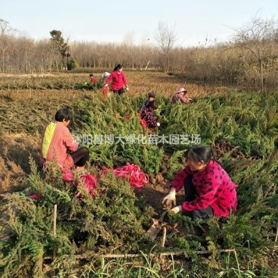 出售紫丁香，紫丁香樹苗價(jià)格，叢生紫丁香價(jià)格，規(guī)格*