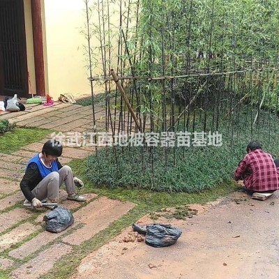 南昌茶梅樹征收，江西省茶梅柱子低價處理1300棵田苗；茶梅柱