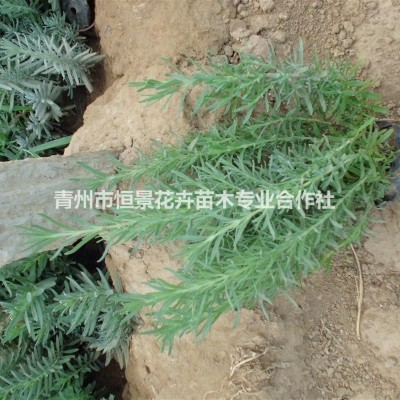 八仙花自產(chǎn)自銷  八仙花種植基地  八仙花批發(fā)價(jià)格